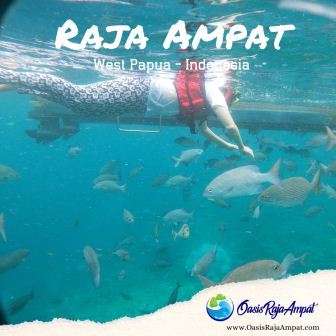 Paket Wisata Raja Ampat 1 Hari Dijamin Pasti Seruh