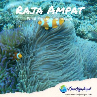 Paket Wisata Raja Ampat Terbaru Di Jamin Seruh