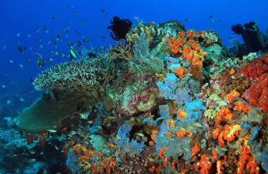 Paket Diving Raja Ampat 5 Hari 4 Malam Menyenangkan