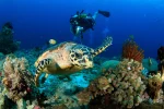 Tips Agar Snorkeling Dengan Aman dan Mudah Di Raja Ampat