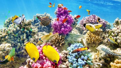 Menikmati Keindahan Alam Di Raja Ampat Menikmati Keindahan Alam Di Raja Ampat