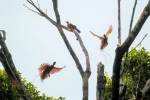 cenderawasih merah di pulau waigeo