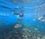 Paket tour 6 hari 5 malam Raja Ampat snorkeling spektakuler Jelajahi terumbu karang indah & aneka biota laut. Pengalaman tak terlupakan.