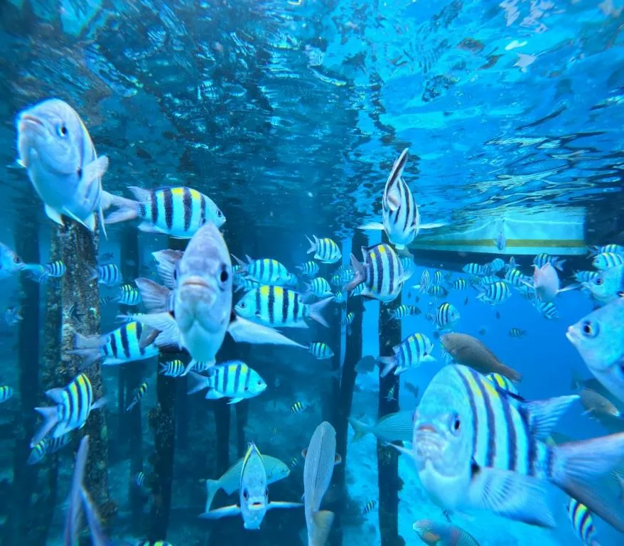 Paket tour 3 hari 2 malam Raja Ampat private trip eksklusif. Rasakan keindahan Raja Ampat dengan privasi. Paket spesial dengan menu halal.