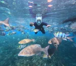 Paket tour 7 hari 6 malam Raja Ampat snorkeling terbaik Jelajahi terumbu karang indah & aneka biota laut. Pengalaman tak terlupakan.