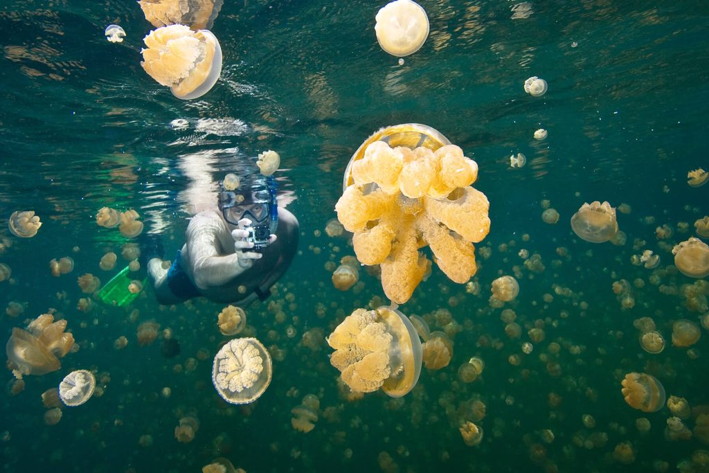 Jelly Wish Waba Misool Raja Ampat Papua